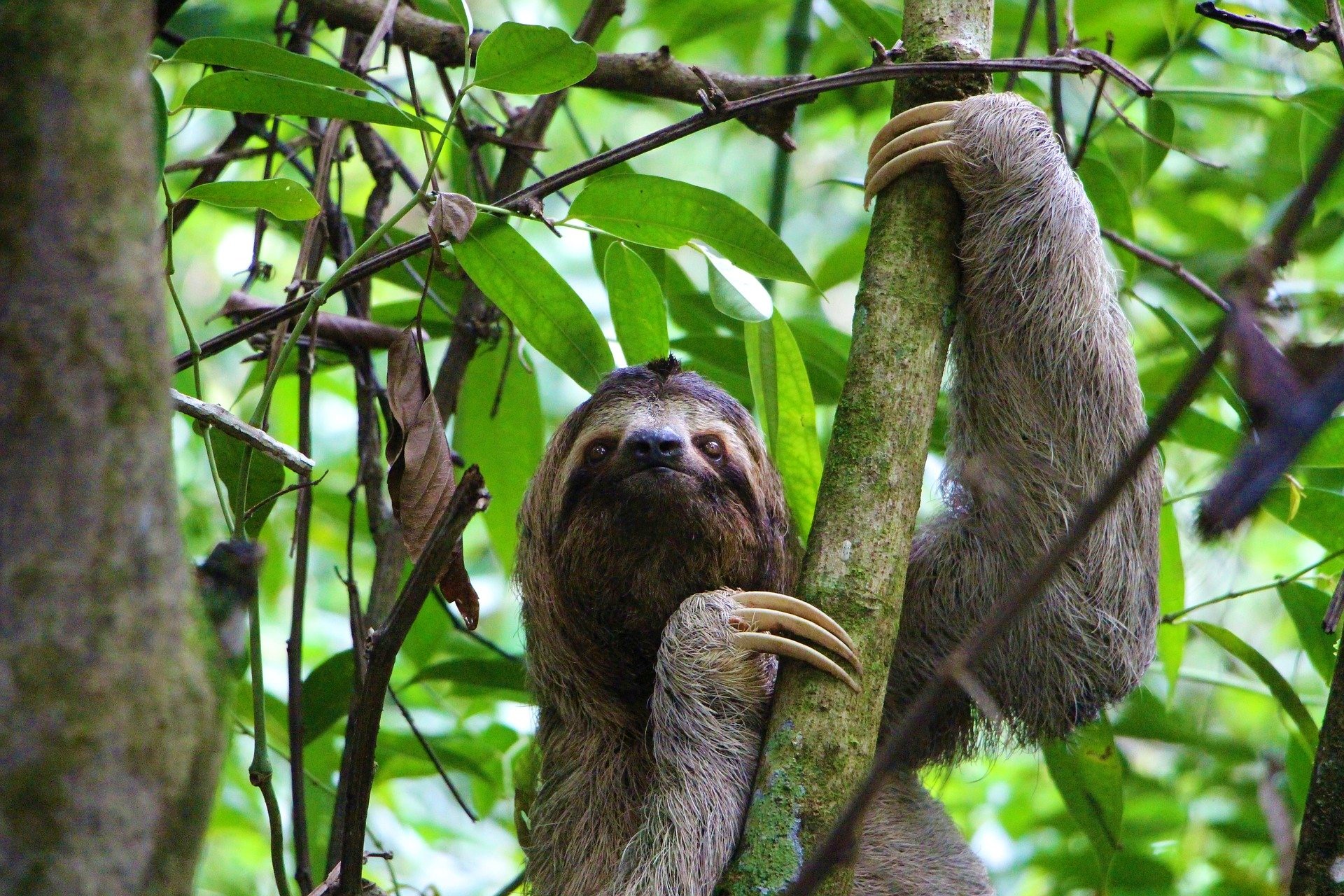 sloth-2759724_1920